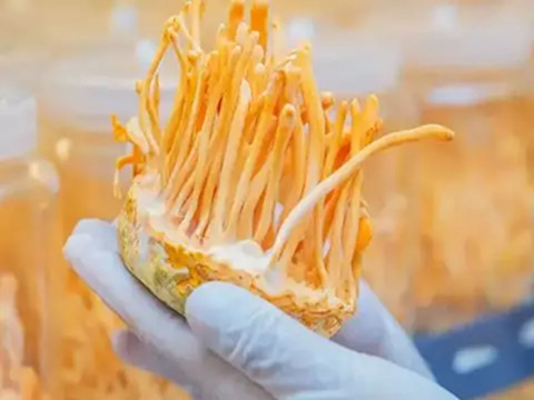 Cordyceps militaris의 Cordycepin: 현대 건강 솔루션을 위한 정밀 생물학적 활성