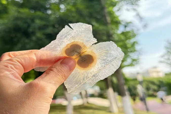 프리미엄 오록실린 A(CAS 480-11-5) – 고순도, 안정적인 공급, 글로벌 배송